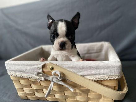 Boston Terrier Welpen mit Ahnentafel