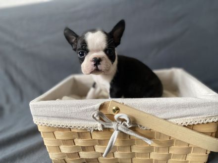 Boston Terrier Welpen mit Ahnentafel