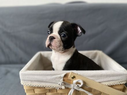 Boston Terrier Welpen mit Ahnentafel
