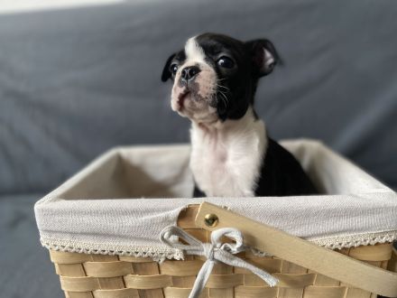 Boston Terrier Welpen mit Ahnentafel