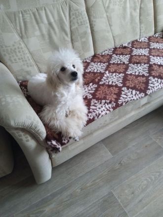 Zwergpudel Welpen zu verkaufen