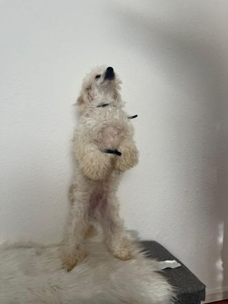 Zwergpudel Welpen zu verkaufen