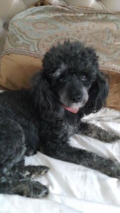 Zwergpudel Welpen zu verkaufen