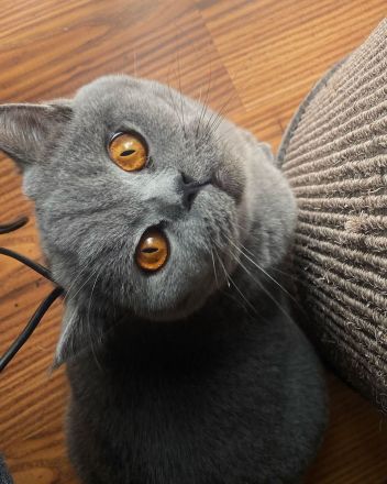 Britisch Kurzhaar Kätzchen