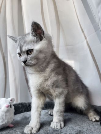 Britisch Kurzhaar Kätzchen