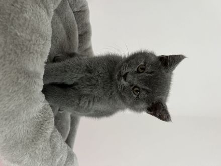 Bkh Kitten reinrassig