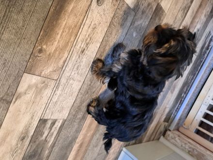 Biewer yorkshire terrier mix