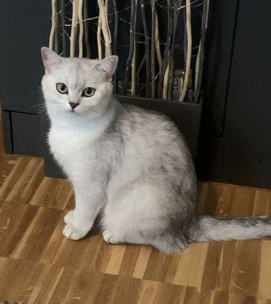 BKH Kitten Silver Shaded