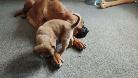 Rhodesian Ridgeback Bordeauxdoggen Mix