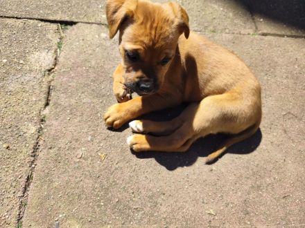 Rhodesian Ridgeback Bordeauxdoggen Mix