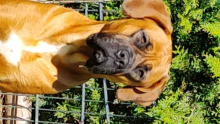 Rhodesian Ridgeback Bordeauxdoggen Mix
