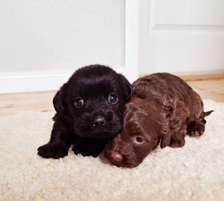 Bolonka-Dackelmischlinge