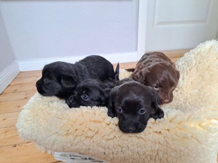 Bolonka-Dackelmischlinge