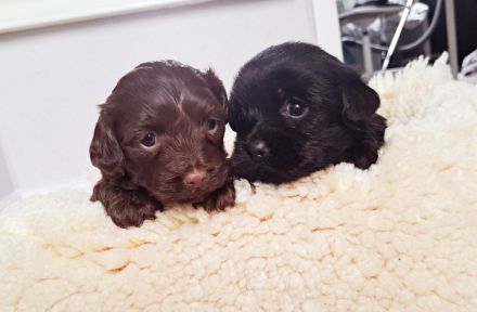 Bolonka-Dackelmischlinge