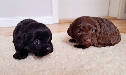 Bolonka-Dackelmischlinge