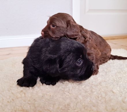 Bolonka-Dackelmischlinge