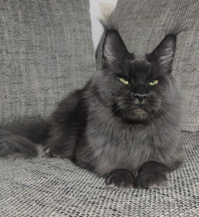 Maine coon mit Stammbaum