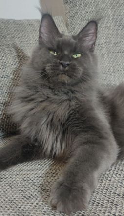 Maine coon mit Stammbaum