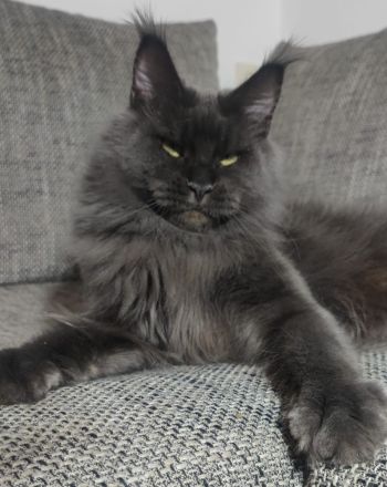 Maine coon mit Stammbaum