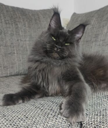 Maine coon mit Stammbaum