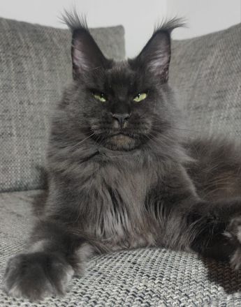 Maine coon mit Stammbaum