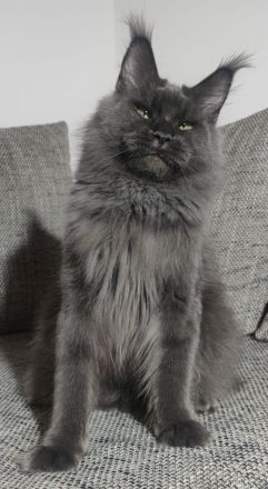 Maine coon mit Stammbaum
