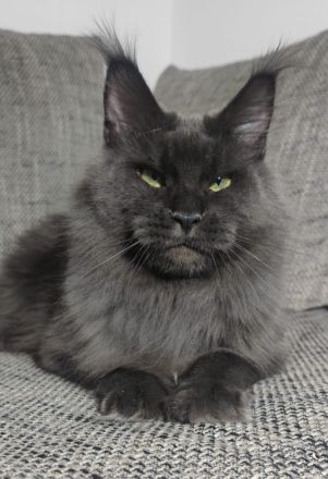 Maine coon mit Stammbaum