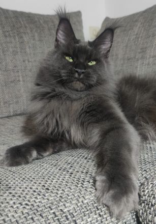Maine coon mit Stammbaum