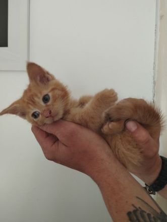 Amerikanisch Kurzhaar Kitten suchen Dosenöffner