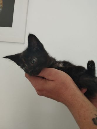 Amerikanisch Kurzhaar Kitten suchen Dosenöffner