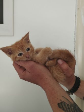 Amerikanisch Kurzhaar Kitten suchen Dosenöffner