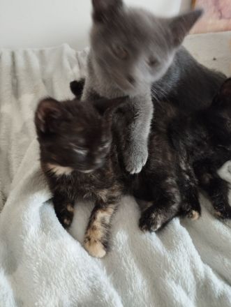 Amerikanisch Kurzhaar Kitten suchen Dosenöffner