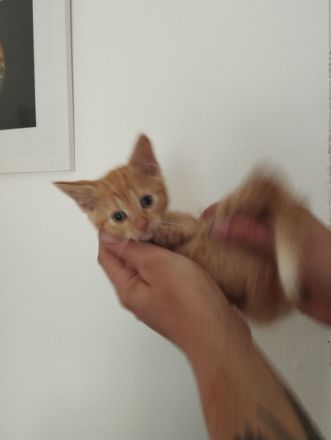 Amerikanisch Kurzhaar Kitten suchen Dosenöffner