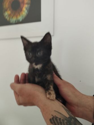 Amerikanisch Kurzhaar Kitten suchen Dosenöffner