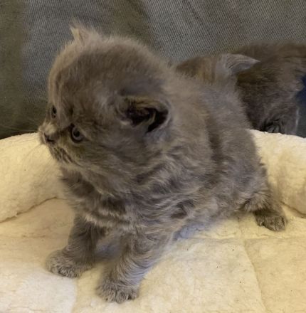 BKH BLH Kitten blau reinrassig