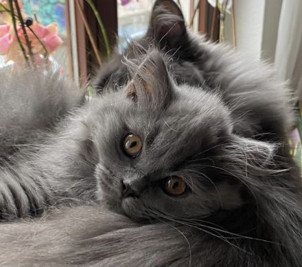 BKH BLH Kitten blau reinrassig