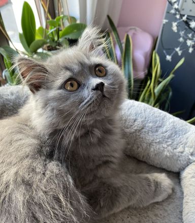 BKH BLH Kitten blau reinrassig