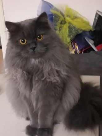 BKH BLH Kitten blau reinrassig