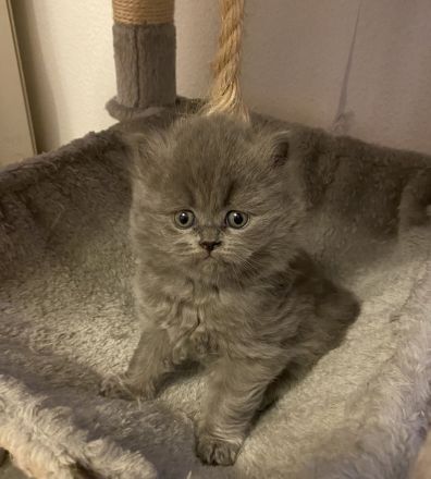 BKH BLH Kitten blau reinrassig