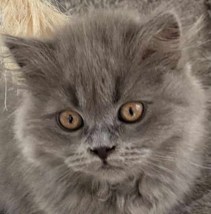 BKH BLH Kitten blau reinrassig