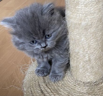 BKH BLH Kitten blau reinrassig