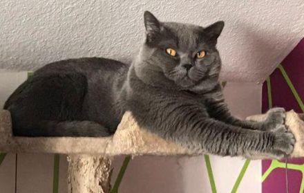 BKH BLH Kitten blau reinrassig