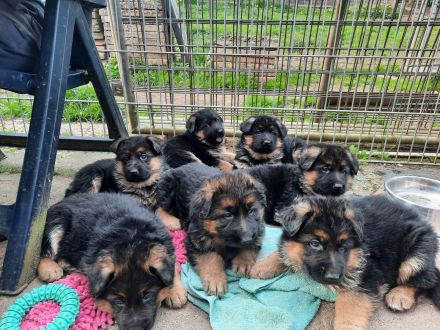 Deutsche Schäferhund Welpen