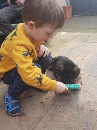 Deutsche Schäferhund Welpen