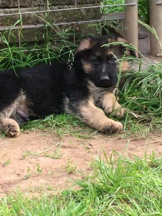 Deutsche Schäferhund Welpen