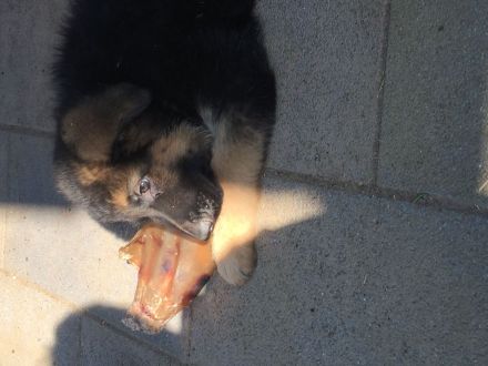 Deutsche Schäferhund Welpen