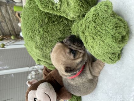 Französische Bulldogge