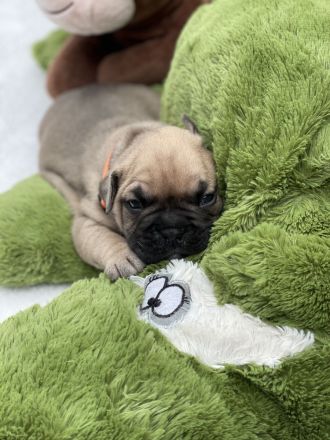 Französische Bulldogge