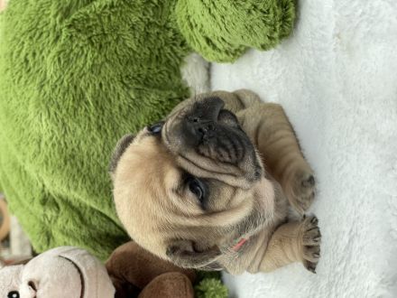 Französische Bulldogge