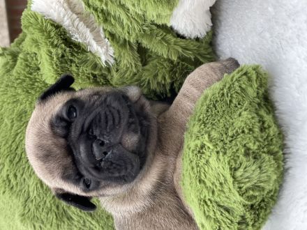 Französische Bulldogge